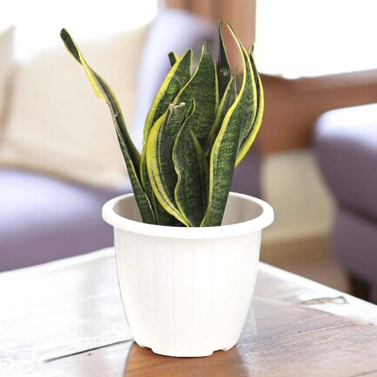 White cylindrical plastic planter holding a tall snake plant indoors