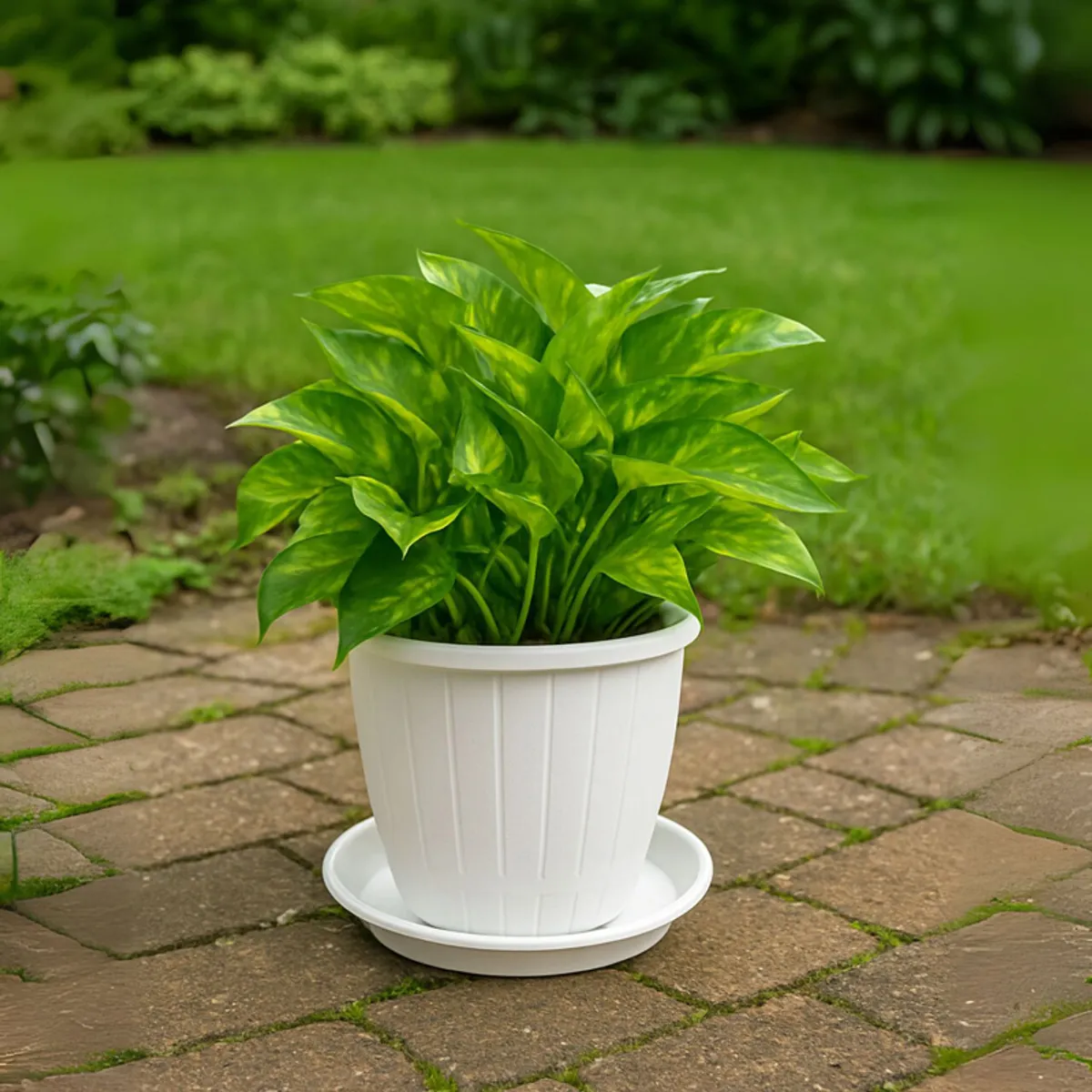 White ribbed planter with a lush green plant and tray on a garden path