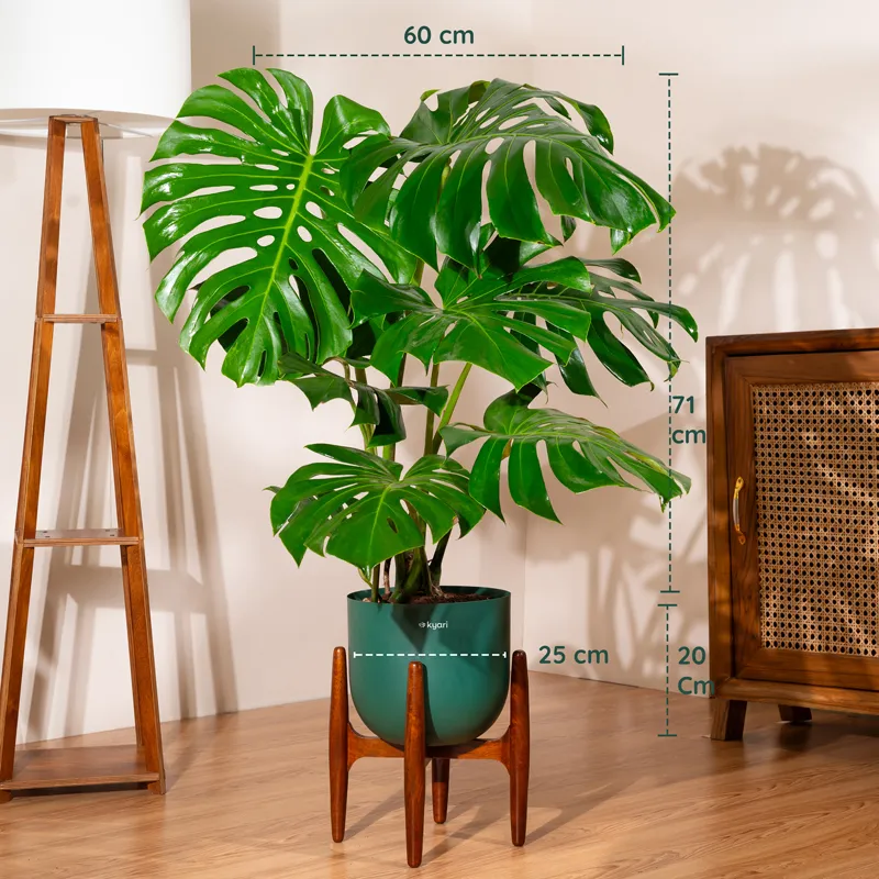 3-foot Monstera plant in a teal pot with visible size markings