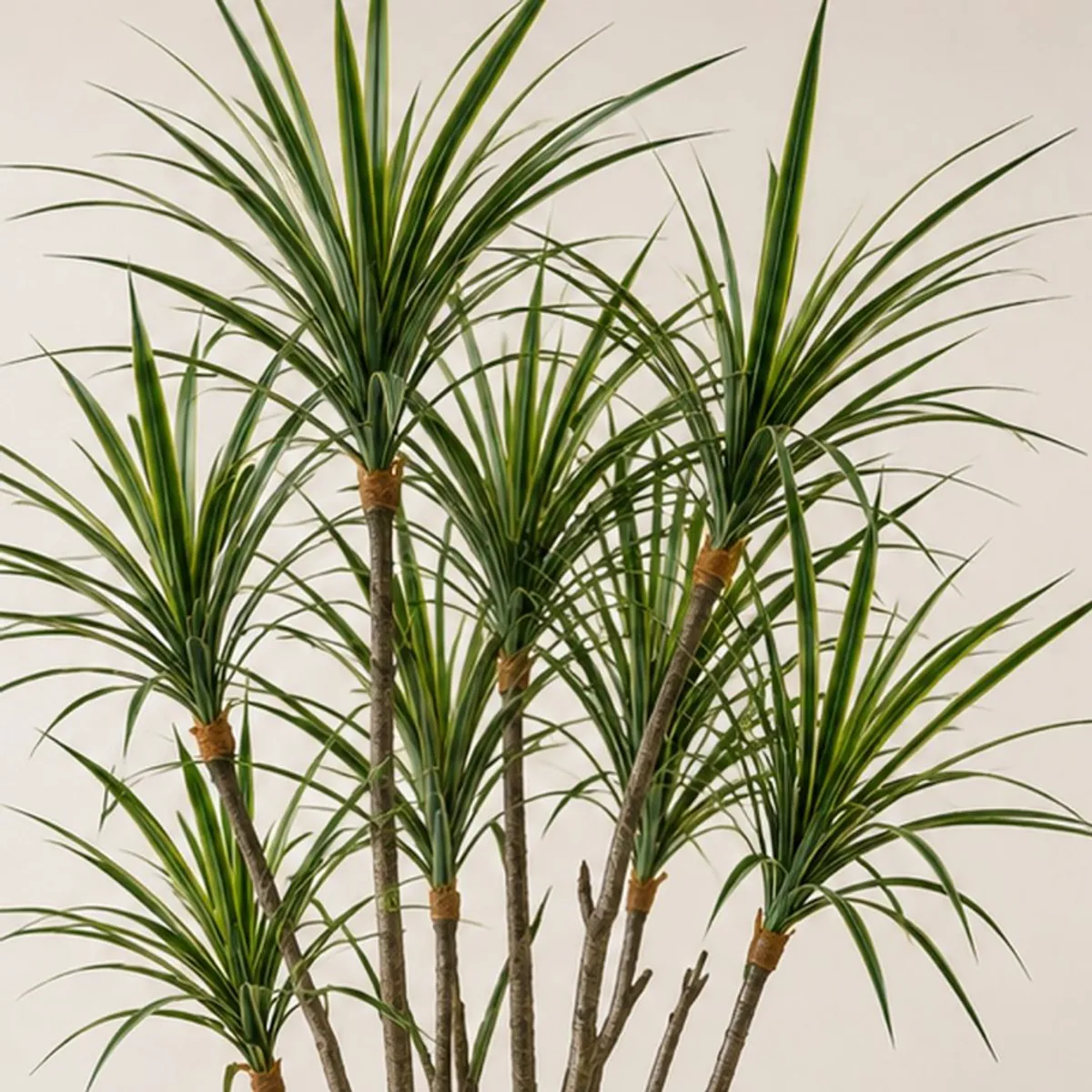 Close-up of multiple artificial Dracaena stems with long green leaves