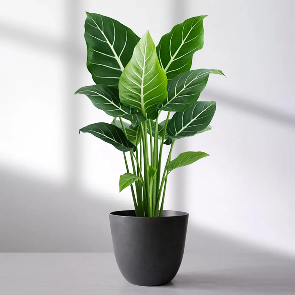 Black cylindrical planter with broad green leaves against a light background