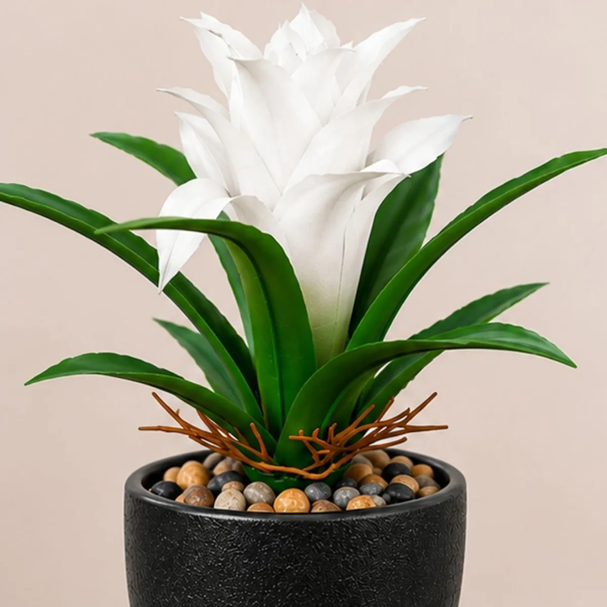 Close-up of white bromeliad bloom and green leaves with a black planter