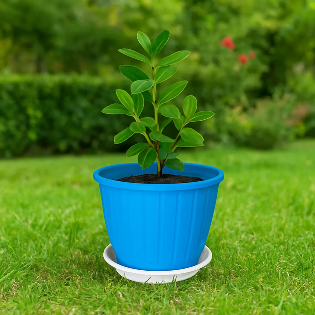 A leafy plant in a bright blue planter with white tray placed on a lawn.