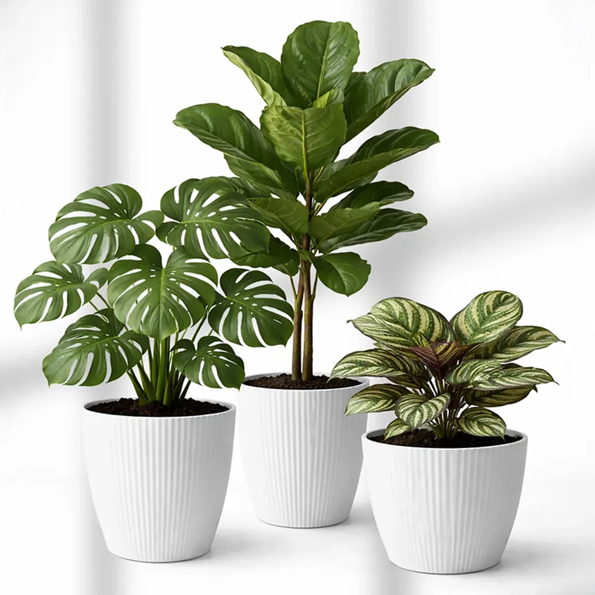 Three white textured planters with assorted green foliage against a light backdrop