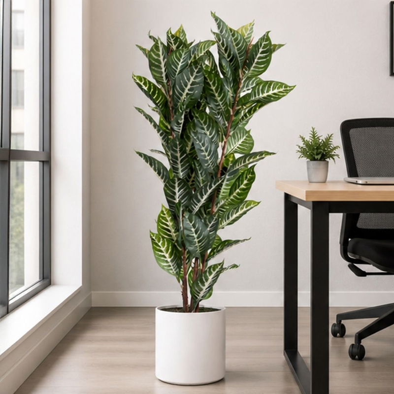 Croton Plant III