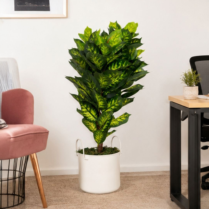 Croton Plant II