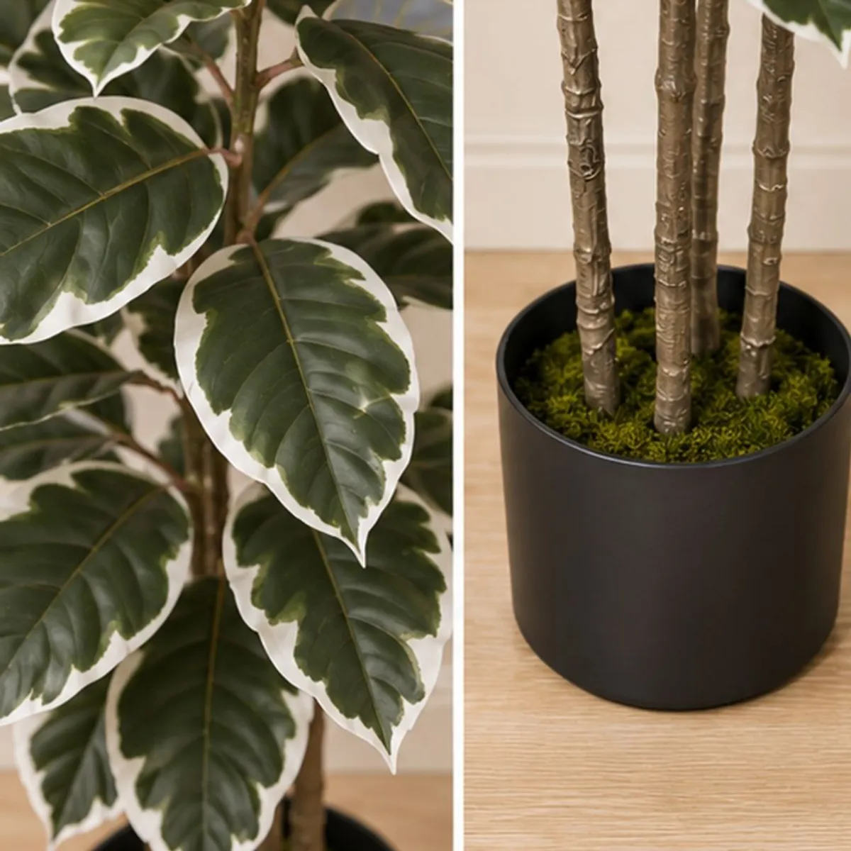 Close-up of variegated rubber plant leaves and woody stems in a black pot