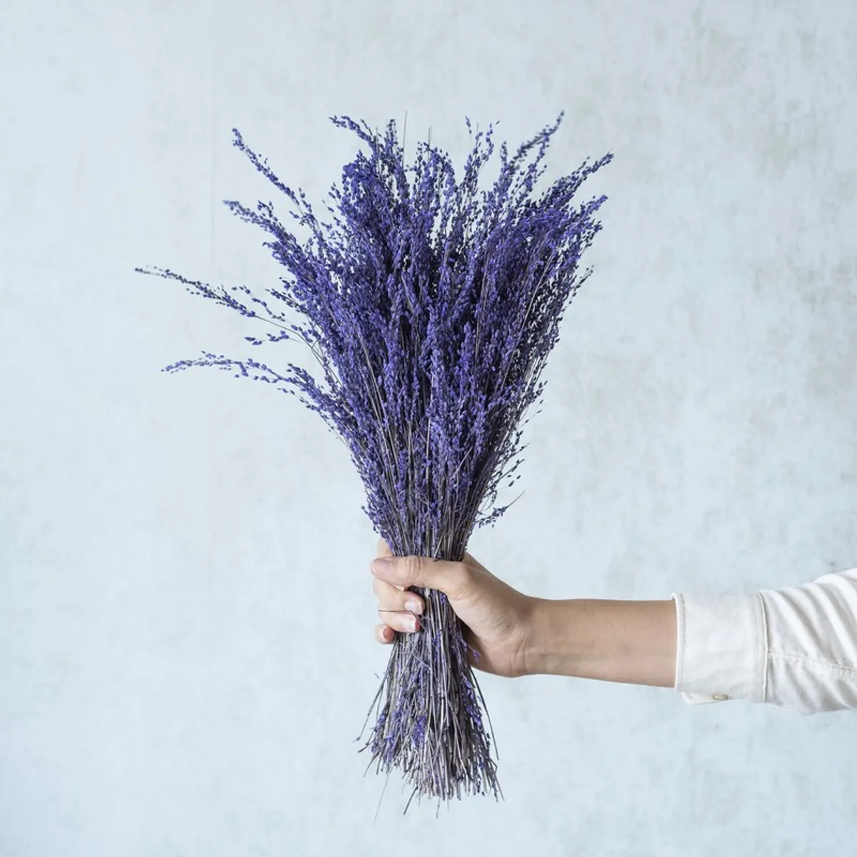 Hand holding a tall purple dried flower bunch against a pale background