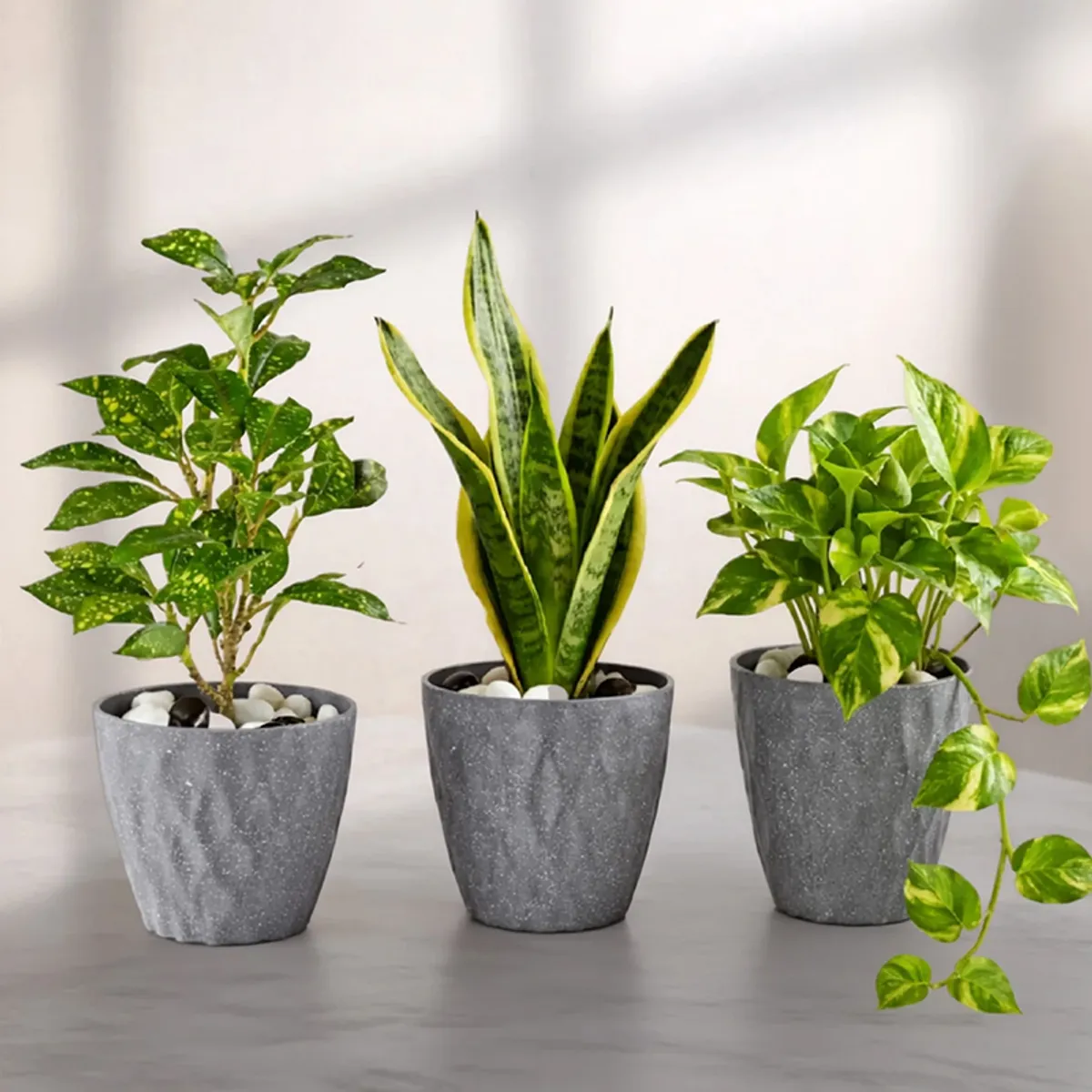 Set of three grey matte planters with leafy green plants