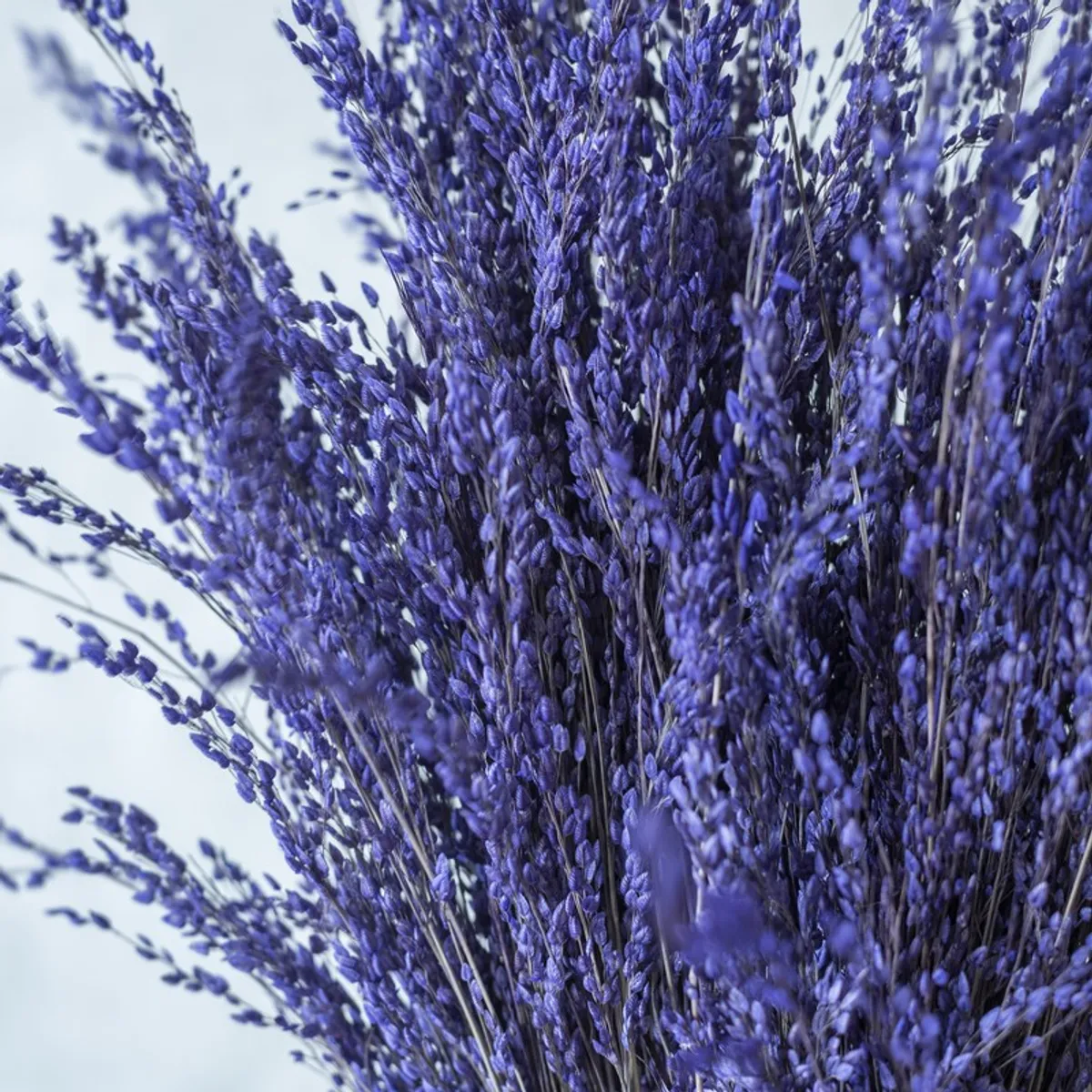 Close-up view of purple dried flower stems and clustered buds