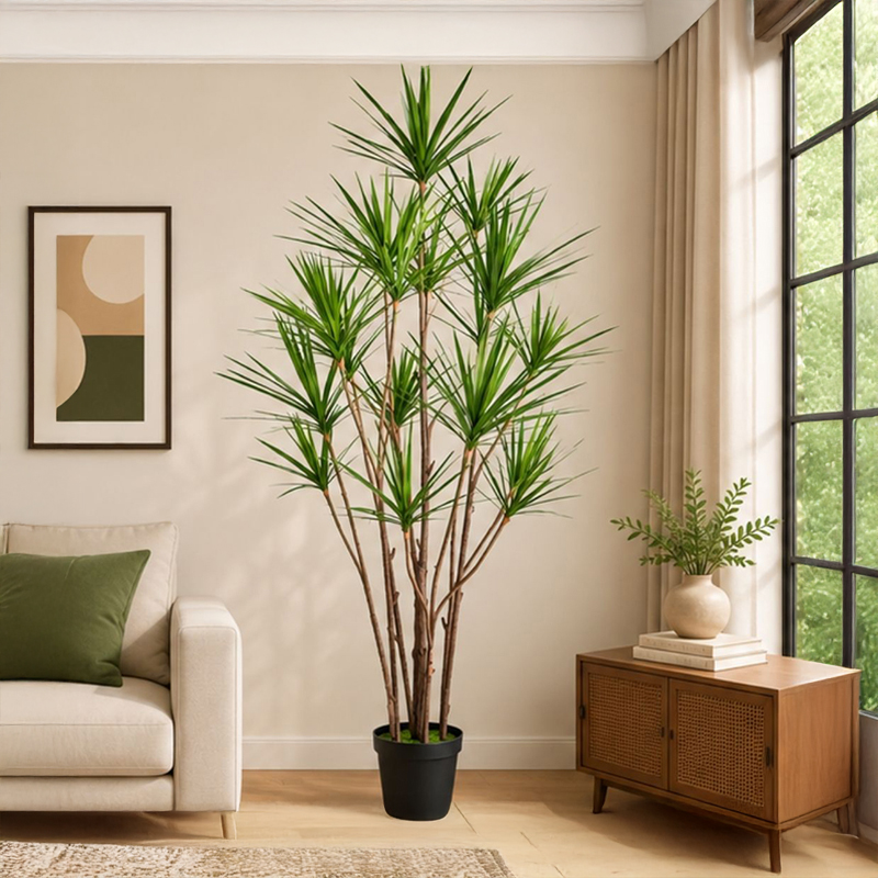 Dracaena Marginata III