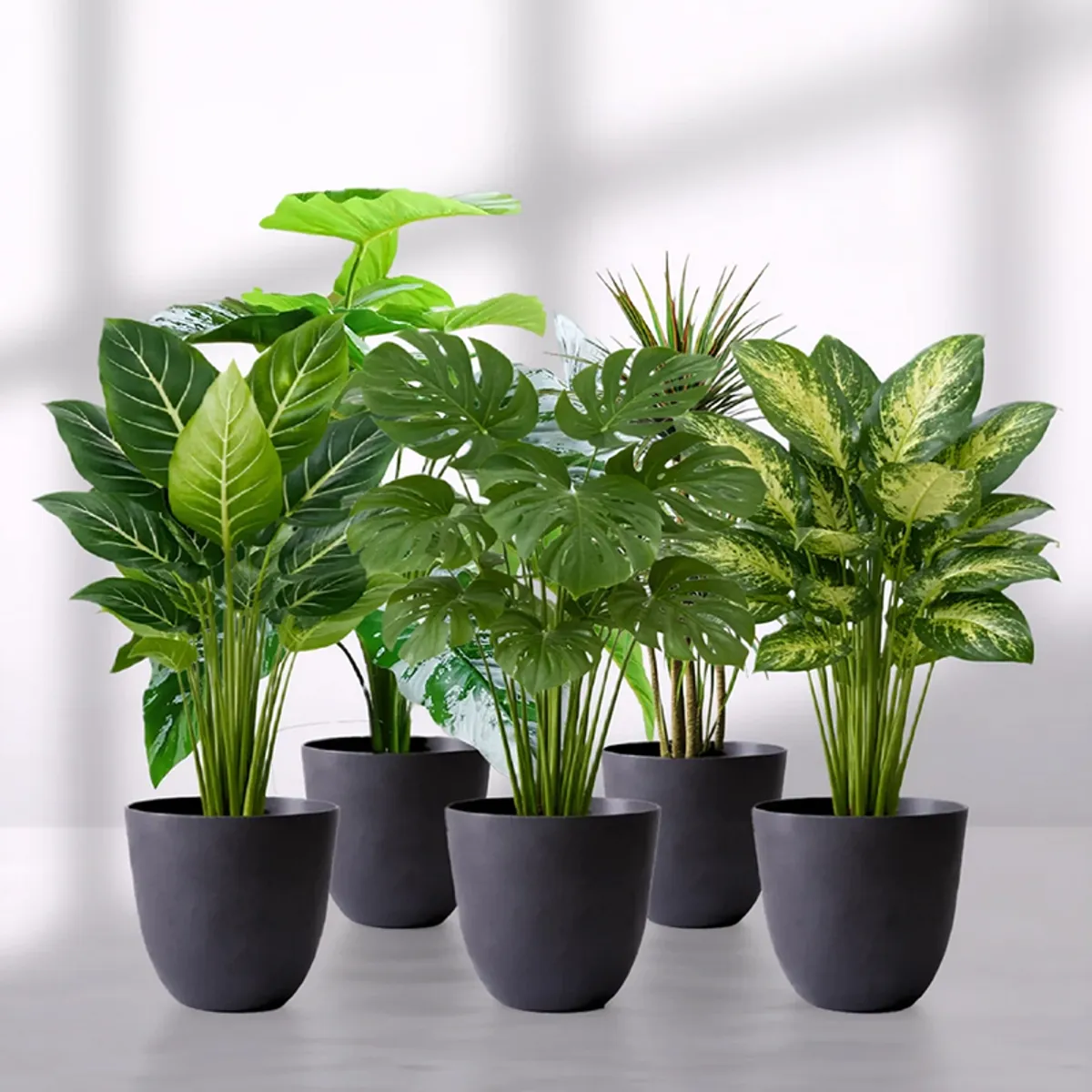 Set of five black cylindrical planters with assorted green leafy plants
