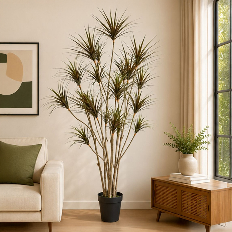 Dracaena Marginata I