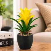 Small Plants category