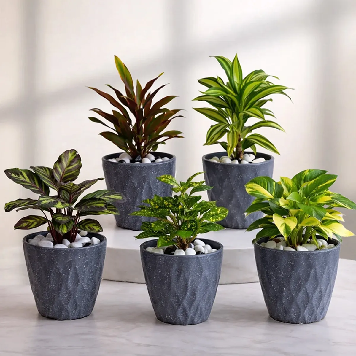 Five grey matte planters with assorted green foliage arranged together indoors